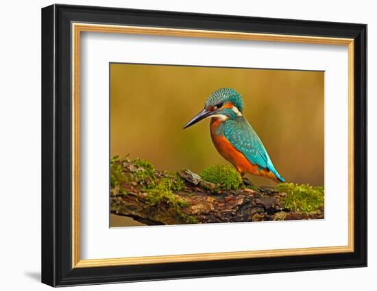 Beautiful Kingfisher with Clear Green Background. Kingfisher, Blue and Orange Bird Sitting on the B-Ondrej Prosicky-Framed Photographic Print