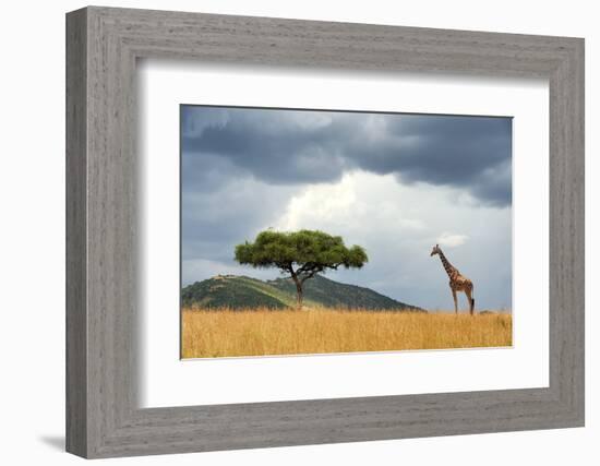 Beautiful Landscape with Nobody Tree and Gireffe in Africa-Volodymyr Burdiak-Framed Photographic Print