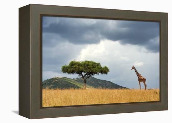 Beautiful Landscape with Nobody Tree and Gireffe in Africa-Volodymyr Burdiak-Framed Premier Image Canvas