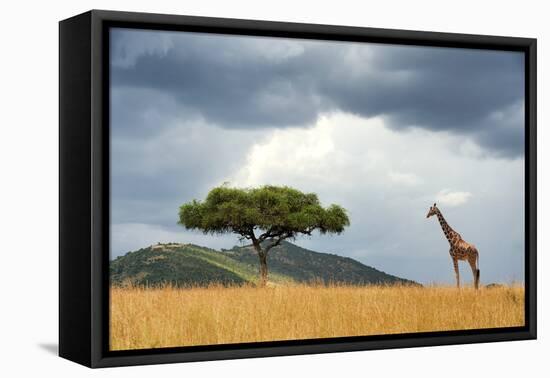 Beautiful Landscape with Nobody Tree and Gireffe in Africa-Volodymyr Burdiak-Framed Premier Image Canvas