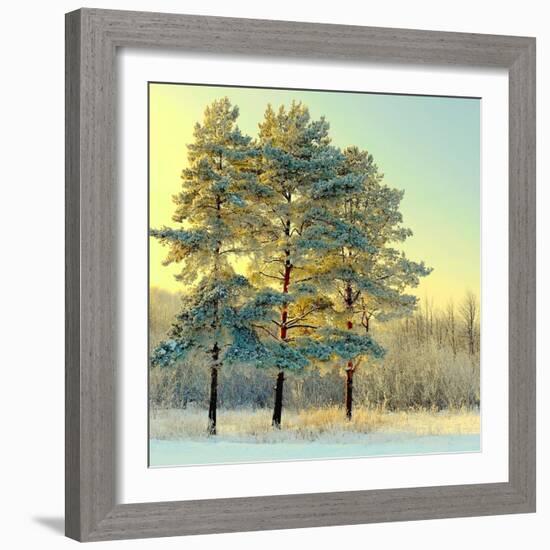 Beautiful Landscape with Winter Forest-DeSerg-Framed Photographic Print