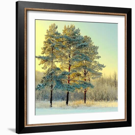 Beautiful Landscape with Winter Forest-DeSerg-Framed Photographic Print