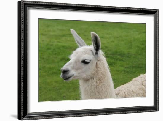 Beautiful Llama.-daseaford-Framed Photographic Print