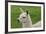 Beautiful Llama.-daseaford-Framed Photographic Print