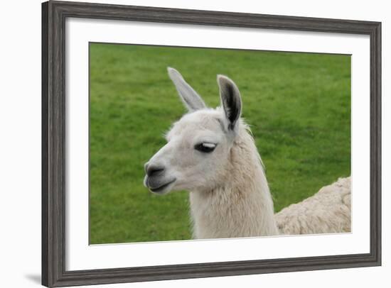 Beautiful Llama.-daseaford-Framed Photographic Print