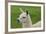 Beautiful Llama.-daseaford-Framed Photographic Print