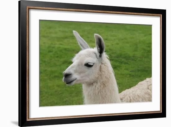 Beautiful Llama.-daseaford-Framed Photographic Print