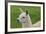 Beautiful Llama.-daseaford-Framed Photographic Print