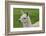 Beautiful Llama.-daseaford-Framed Photographic Print