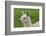 Beautiful Llama.-daseaford-Framed Photographic Print