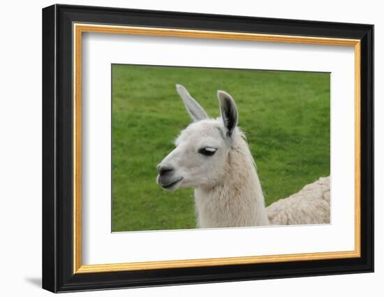 Beautiful Llama.-daseaford-Framed Photographic Print