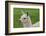 Beautiful Llama.-daseaford-Framed Photographic Print