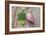 Beautiful Lotus Blooming in Summer-Wu Kailiang-Framed Photographic Print