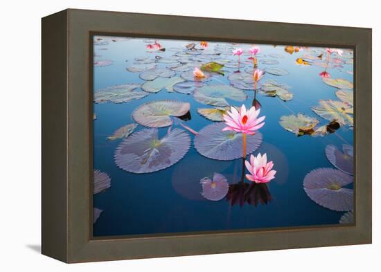 Beautiful Lotus Flower Outdoor-kridsada tipchot-Framed Premier Image Canvas