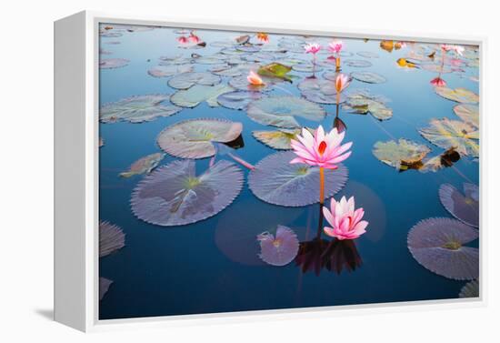 Beautiful Lotus Flower Outdoor-kridsada tipchot-Framed Premier Image Canvas