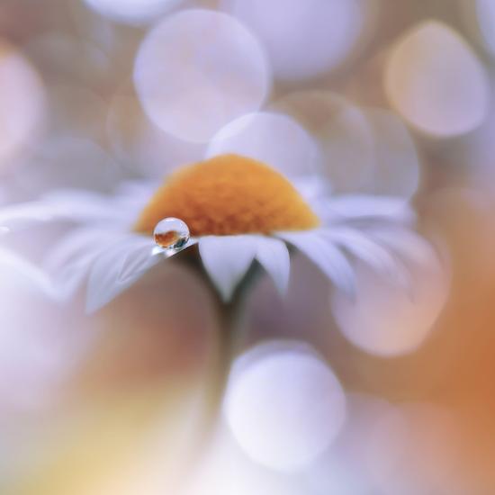 Photo, , large