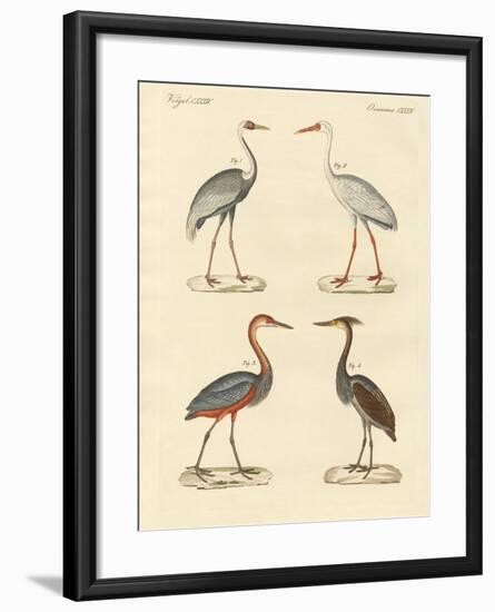 Beautiful Marsh-Birds-null-Framed Giclee Print