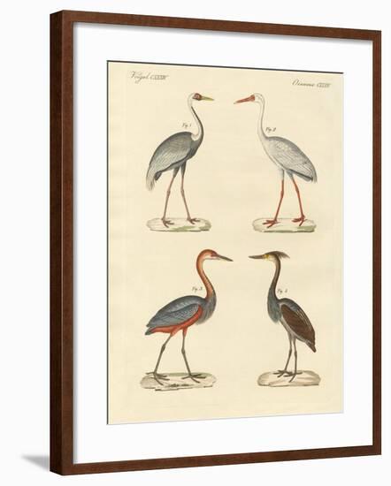 Beautiful Marsh-Birds-null-Framed Giclee Print