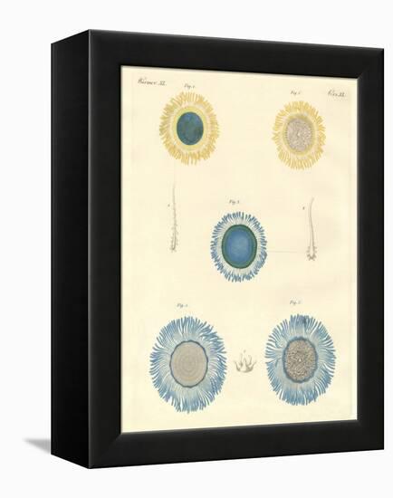 Beautiful Medusas-null-Framed Premier Image Canvas