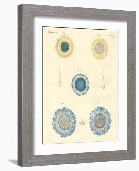 Beautiful Medusas-null-Framed Giclee Print