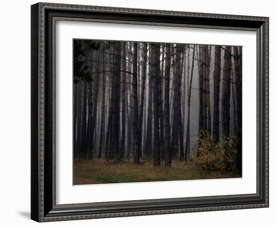 Beautiful Morning in the Misty Autumn Forest-Taras Lesiv-Framed Photographic Print