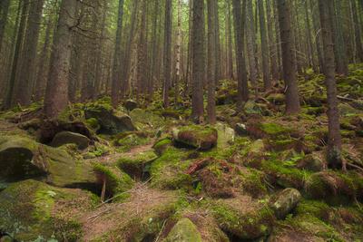Beautiful Mysterious Forest With Large Mossy Stones Photographic Print Anton Petrus Art Com