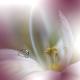 Premium Photographic Print
