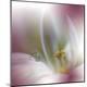 Premium Photographic Print