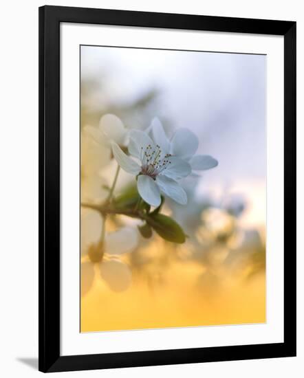 Photo, , large