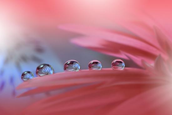 Photo, , large