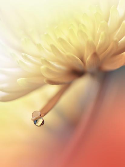 Photo, , large