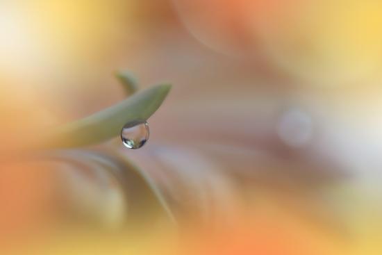 Photo, , large