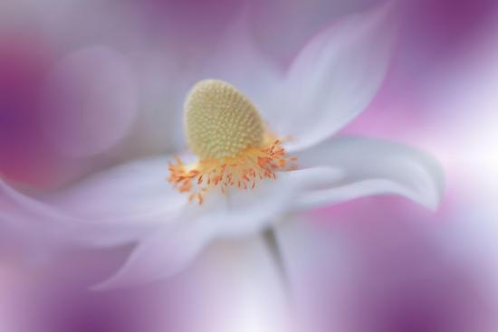 Photo, , large