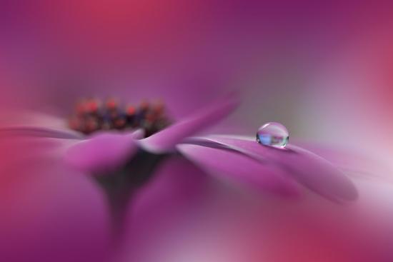 Photo, , large