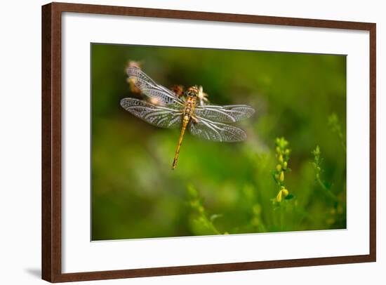 Beautiful Nature Scene with Butterfly Common Darter, Sympetrum Striolatum. Macro Picture of Dragonf-Ondrej Prosicky-Framed Photographic Print