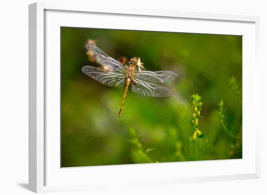 Beautiful Nature Scene with Butterfly Common Darter, Sympetrum Striolatum. Macro Picture of Dragonf-Ondrej Prosicky-Framed Photographic Print