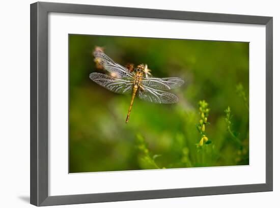 Beautiful Nature Scene with Butterfly Common Darter, Sympetrum Striolatum. Macro Picture of Dragonf-Ondrej Prosicky-Framed Photographic Print