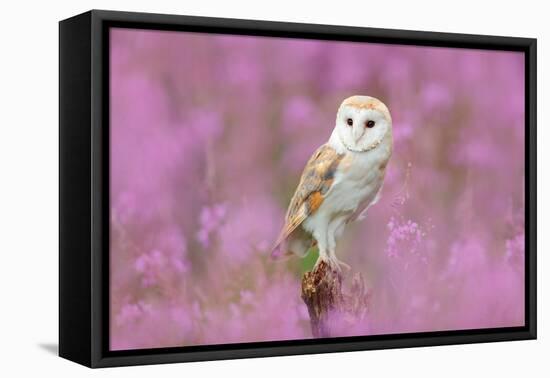 Beautiful Nature Scene with Owl and Pink Flowers. Barn Owl in Light Pink Bloom, Clear Foreground An-Ondrej Prosicky-Framed Premier Image Canvas