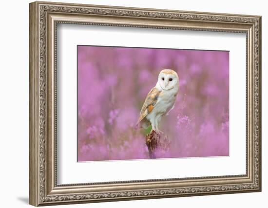 Beautiful Nature Scene with Owl and Pink Flowers. Barn Owl in Light Pink Bloom, Clear Foreground An-Ondrej Prosicky-Framed Photographic Print