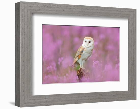 Beautiful Nature Scene with Owl and Pink Flowers. Barn Owl in Light Pink Bloom, Clear Foreground An-Ondrej Prosicky-Framed Photographic Print