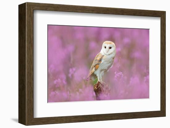 Beautiful Nature Scene with Owl and Pink Flowers. Barn Owl in Light Pink Bloom, Clear Foreground An-Ondrej Prosicky-Framed Photographic Print