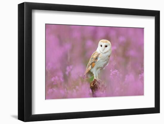 Beautiful Nature Scene with Owl and Pink Flowers. Barn Owl in Light Pink Bloom, Clear Foreground An-Ondrej Prosicky-Framed Photographic Print