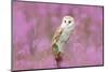Beautiful Nature Scene with Owl and Pink Flowers. Barn Owl in Light Pink Bloom, Clear Foreground An-Ondrej Prosicky-Mounted Photographic Print