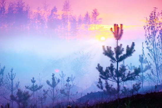 Beautiful Nature Sunrise Foggy Landscape Misty Forest Spring Nature Park With Trees Tranquil Ba Photographic Print Subbotina Anna Art Com Beautiful Nature Sunrise Foggy Landscape Misty Forest Spring Nature Park With Trees Tranquil Ba Photographic Print Subbotina Anna Art Com