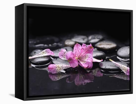 Beautiful Orchid Petals with Black Stones-crystalfoto-Framed Premier Image Canvas