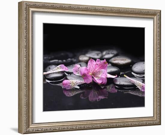 Beautiful Orchid Petals with Black Stones-crystalfoto-Framed Photographic Print