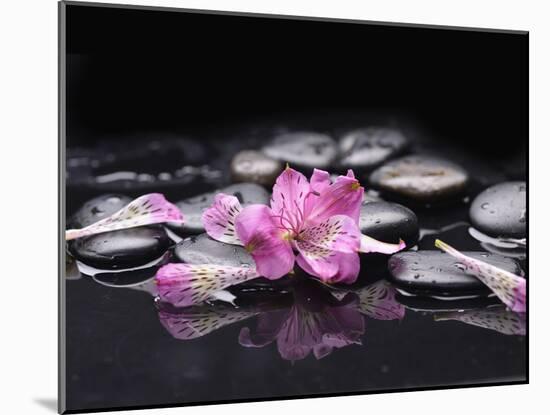 Beautiful Orchid Petals with Black Stones-crystalfoto-Mounted Photographic Print