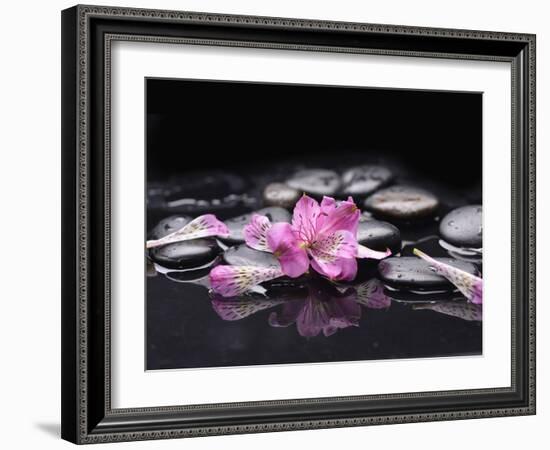 Beautiful Orchid Petals with Black Stones-crystalfoto-Framed Photographic Print