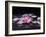 Beautiful Orchid Petals with Black Stones-crystalfoto-Framed Photographic Print