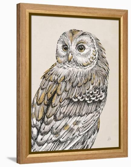 Beautiful Owls III Vintage-Daphne Brissonnet-Framed Stretched Canvas